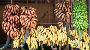 250KG Agricultural  Banana Cableway Rollers Trolley  For Fast Transport Hardware Banana Garruchas